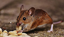 24 Hour & Emergency Exterminators in Auburn Hills, MI